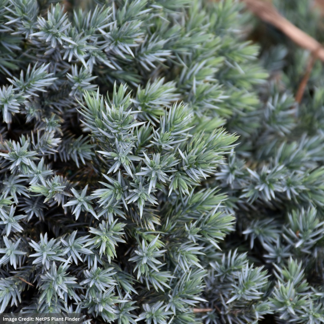 Juniper – Blue Star – #3 Container